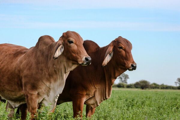 Expo Brangus y Rodeo Neuland se preparan para mostrar lo mejor de la raza - MarketData