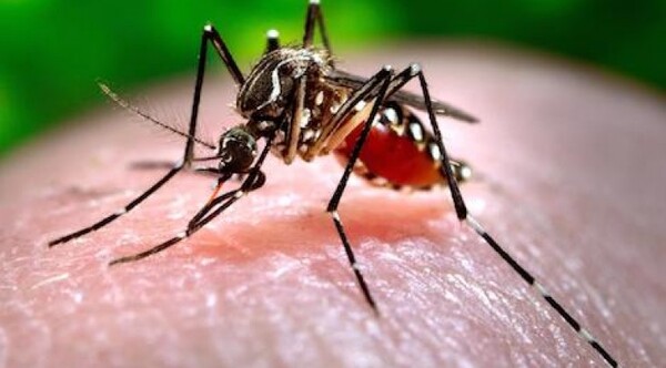 Marcado descenso de casos de chikungunya en todos los departamentos