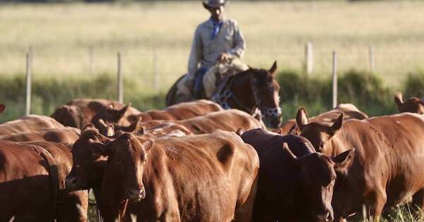 La Nación / Senacsa incluirá fechas de vacunación contra fiebre aftosa y brucelosis bovina