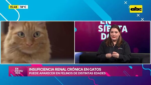 Video: Insuficiencia renal crónica en gatos - Ensiestados - ABC Color