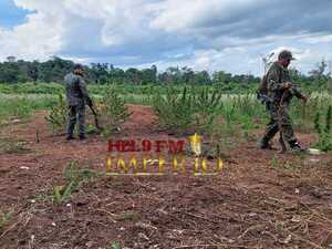 Antinarcóticos destruyó más de 600 kilos de marihuana en un inmueble rural - Radio Imperio