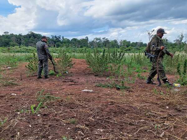 Antinarcóticos destruye plantación de marihuana en Lorito Picada