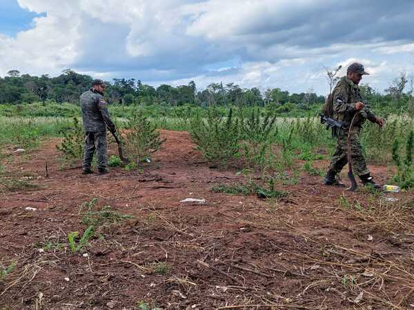 Regional 3 del Depto. de Antinarcóticos destruyó unos 600 kilos de marihuana - Oasis FM 94.3