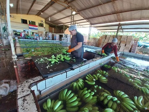 Envíos de banana hasta abril ingresan US$ 11,2 millones y se proyecta un año record