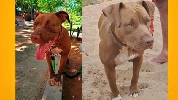 Ofrece G. 3.000.000 a quien le diga dónde está su pitbull