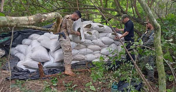 La Nación / Destruyen 97 toneladas de marihuana y 109 campamentos en Concepción