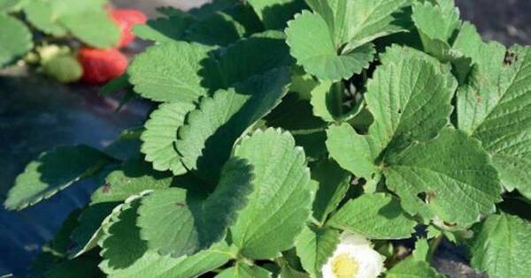 La Nación / Producen frutilla de manera sustentable
