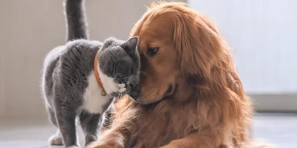 Mascotas: ¿Aumentan de peso después de la esterilización? - Mascotas - ABC Color