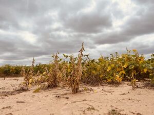 Con cobertura de suelo, la agricultura en el Chaco “deja márgenes más interesantes que la ganadería”, afirmó experto