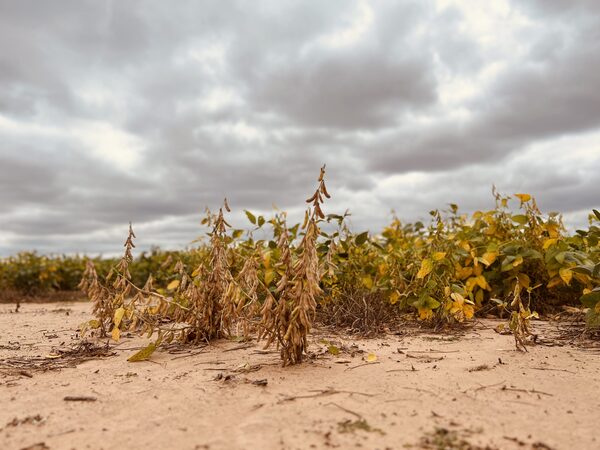 Con cobertura de suelo, la agricultura en el Chaco “deja márgenes más interesantes que la ganadería”, afirmó experto
