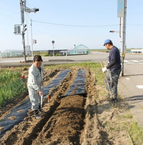 Paraguayos plantan mandioca, poroto, cebolla, ajo y frutas en Japón - Nacionales - ABC Color