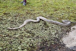 El Casanare busca cambiar hidrocarburos por turismo de naturaleza en Colombia - MarketData