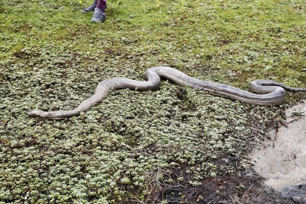 El Casanare busca cambiar hidrocarburos por turismo de naturaleza en Colombia - MarketData