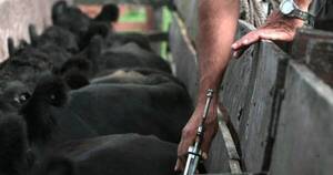 La Nación / Vacunación animal obligatoria apunta a resguardar el estatus sanitario