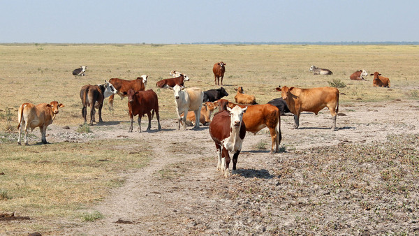 El desastre climático podría costar 2 millones de cabezas a la Argentina