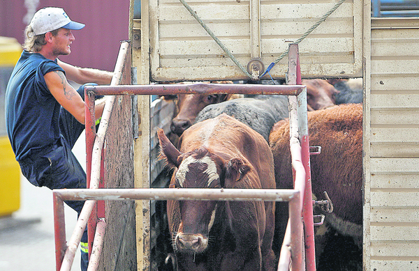 Justicia de Brasil suspendió la exportación de animales vivos