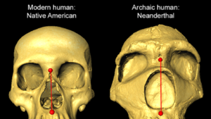 Forma de la nariz humana, herencia neandertal y una ventaja evolutiva