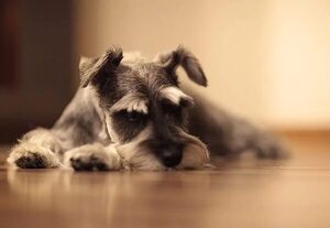 Síndrome de disfunción cognitiva en perros geriátricos - Mascotas - ABC Color