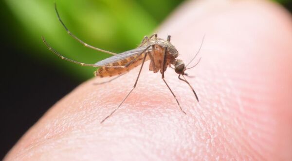 Diario HOY | Mayaro: virus transmitido por el mosquito que enciende las alertas