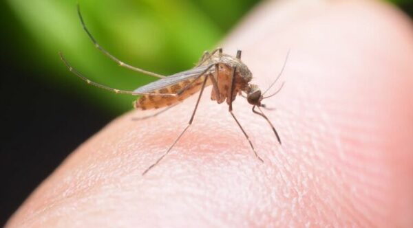 MAYARO: VIRUS TRANSMITIDO POR EL MOSQUITO QUE ENCIENDE LAS ALERTAS