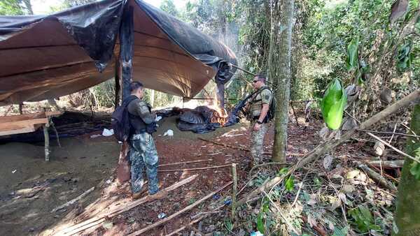 Destruyen 142 toneladas de marihuana tras tres jornadas operativas en Concepción