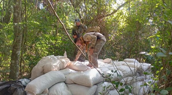 Golpe a narcos: destruyen 142 toneladas de marihuana en Concepción
