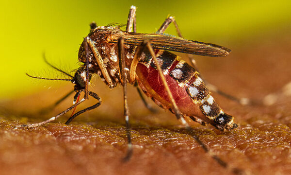 Salud se mantiene alerta ante caso confirmado de virus del Mayaro en Brasil