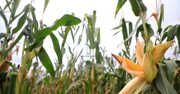 La Nación / Ante mayor previsibilidad agricultores argentinos deciden invertir en Paraguay