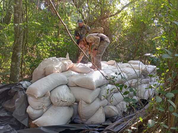 Golpe a narcos: destruyen 142 toneladas de marihuana en Concepción
