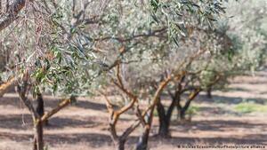 Sequía en España: el aceite de oliva se convierte en un lujo