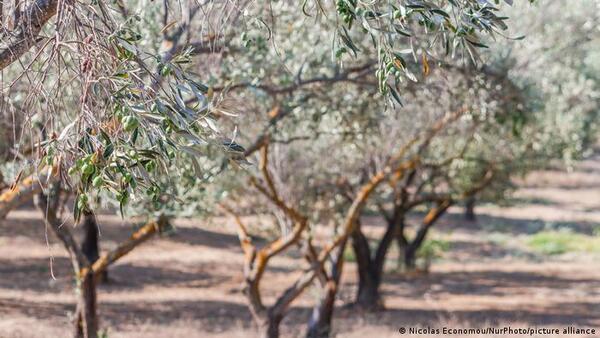 Sequía en España: el aceite de oliva se convierte en un lujo