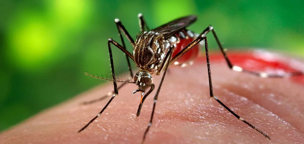 Mayaro, otro virus transmitido por mosquitos que amenaza en la región - La Clave