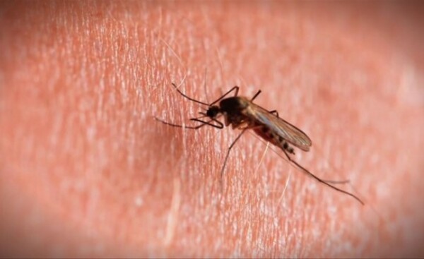 Mayaro, otro virus transmitido por mosquitos que amenaza en la región