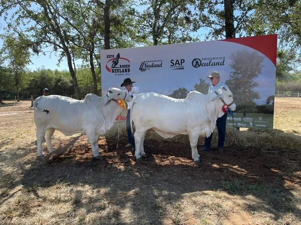Con el ingreso de animales, inició la Expo Rodeo Neuland en su edición 2023 - Noticias del Chaco - ABC Color