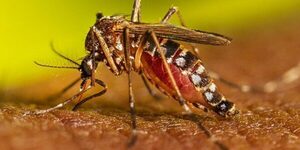Brasil reporta casos confirmados del virus Mayaro y temen que ingrese a nuestro país