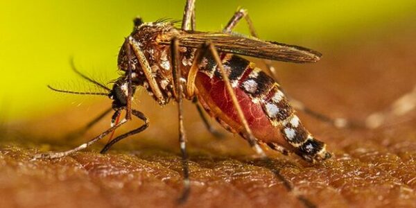 Brasil reporta casos confirmados del virus Mayaro y temen que ingrese a nuestro país