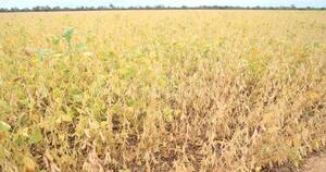 La Nación / Ante mayor previsión, agricultores argentinos invierten en Paraguay