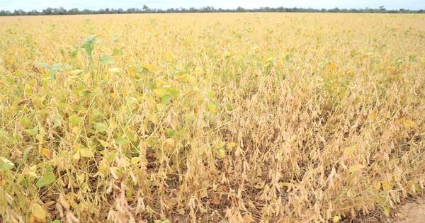 La Nación / Ante mayor previsión, agricultores argentinos invierten en Paraguay