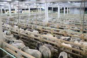 Faena de bovinos en frigoríficos exportadores aumentó 26% en abril