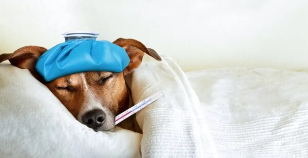 Tos de las perreras o gripe canina - Mascotas - ABC Color