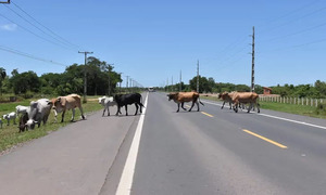Niño muere tras accidente vial a causa de una vaca suelta - OviedoPress