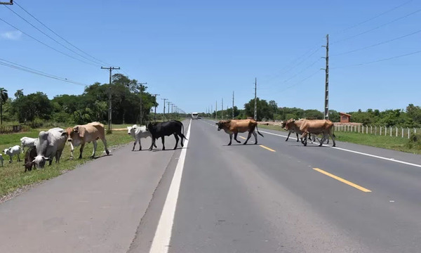 Niño muere tras accidente vial a causa de una vaca suelta - OviedoPress