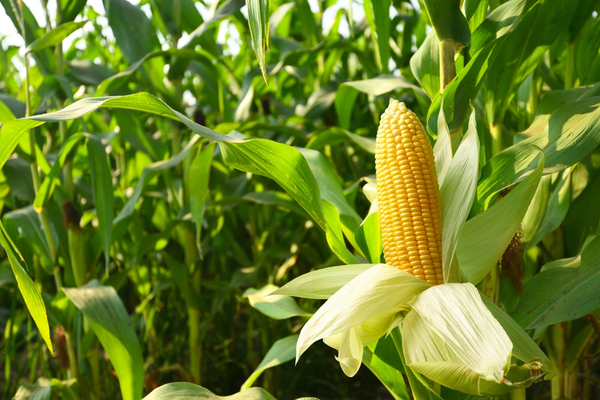 Ante mayor previsibilidad agricultores argentinos deciden invertir en Paraguay