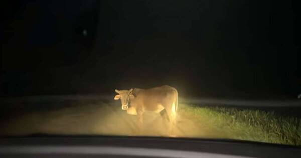Niño muere en vairo accidente por culpa de una vaca suelta