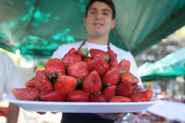 Investigadores del IPTA mejoraron la productividad del cultivo de frutilla - .::Agencia IP::.