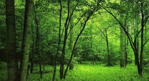 Paraguay continúa la construcción del Plan Nacional de Restauración Forestal