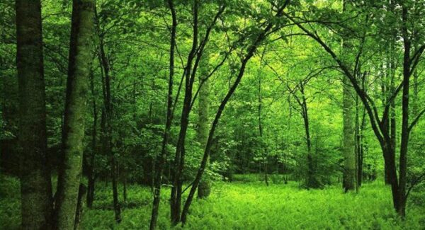 Paraguay continúa la construcción del Plan Nacional de Restauración Forestal