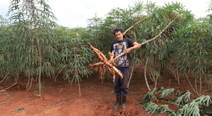 Excelente producción de mandioca y maíz con cultivo mecanizado en Mallorquín