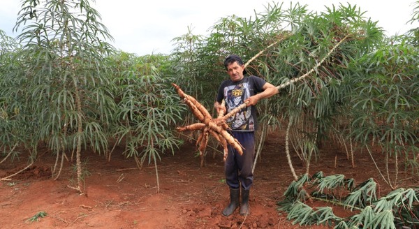 Excelente producción de mandioca y maíz con cultivo mecanizado en Mallorquín