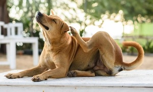 Las mascotas y la piel | Telefuturo